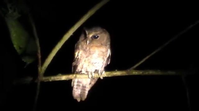 Rufescent Screech Owl (light morph): Birdwatching Joe Klaiber смотреть онлайн