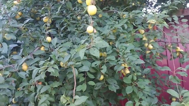 На каждый зуб вылечиный, покупаю пломбир,мороженое 🍨 смотреть онлайн