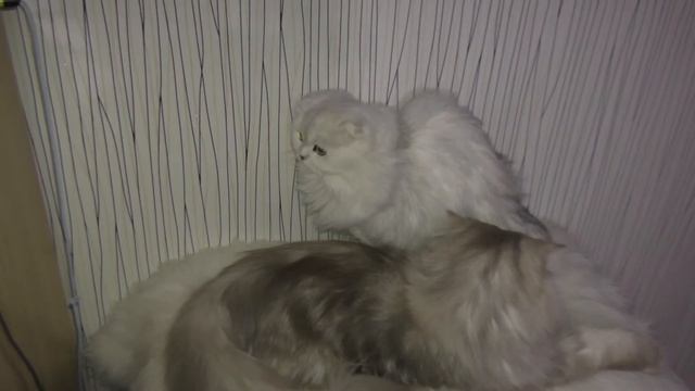 Кошачья лежанка смотреть онлайн