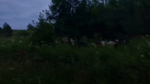 НА ЗАИМКЕ УСТРОИЛИ ПОБЕГ | ПОТОЛОК В БАНЕ | КЛУБНИЧНАЯ ПАСТИЛА И РАССТЕГАИ