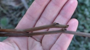 Азимина. Цветочные почки. Книга  Ф.К. Иваненко.