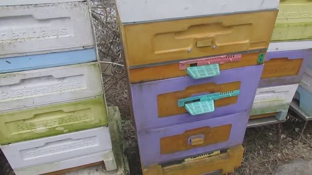 зимовка пчел на воле в двух корпусах 12 рамочного улья с разным размером пчелиных ячеек, 22.01.2025 смотреть онлайн