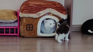 Мама-кошка всегда внимательна к своим котятам. Она отличная мать.