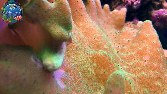 BEGINNER CORALS - Seahorse Compatibility Approved - Mindi's Coral Reef