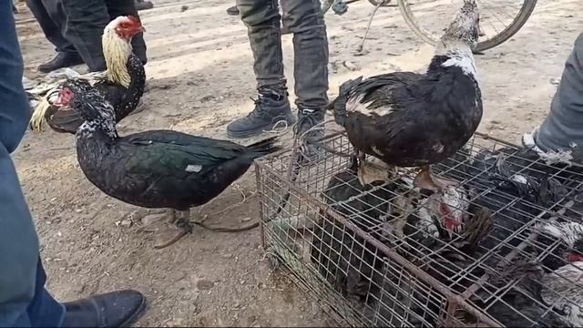 21-ЯНВАРЬ/ШЫМБАЙ ТАУЫК БАЗАРЫ/АРЗАНБА смотреть онлайн