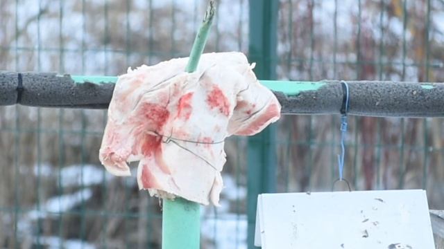 Синички и поползень у кормушки смотреть онлайн