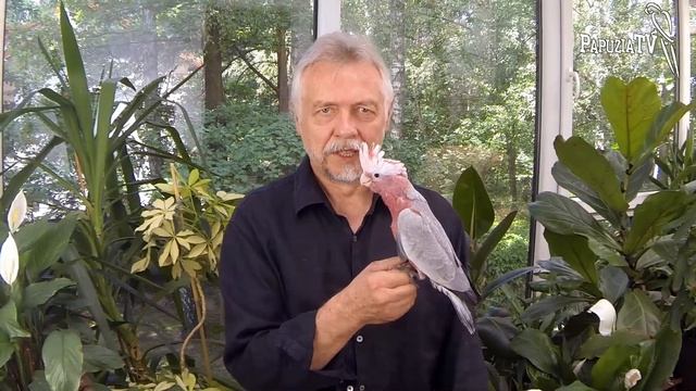 Kakadu różowa - australijski szkodnik смотреть онлайн