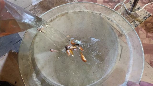 Пруд в гараже.380 карпов КОИ смотреть онлайн