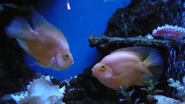 Целующиеся рыбки. смотреть онлайн