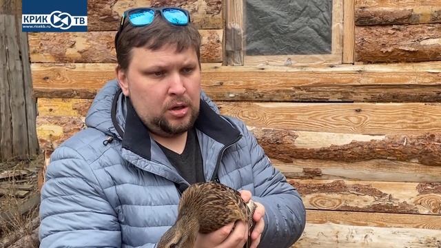 Клуб охотников и рыболовов 140 Подперивание подсадной утки. смотреть онлайн