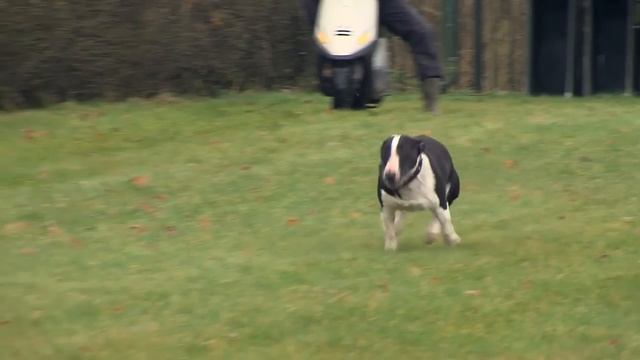 Mini Bull Terrier Minibull BullyRun Lelystad смотреть онлайн