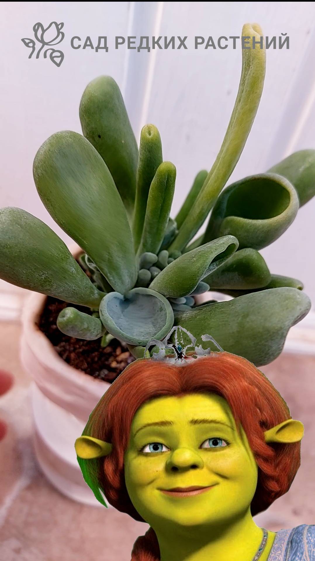 Каланхоэ Орикула "уши Фионы" Kalanchoe luciae 'Oricula'. Коллекция суккулентов