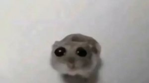 10 минут грустный хомяк грустит