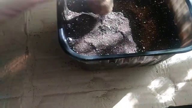 Сеем томаты / Для Начинающих смотреть онлайн