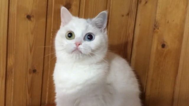 Сапфира - разноглазая кошечка шотландский страйт, окрас серебристый затушёванный ван смотреть онлайн