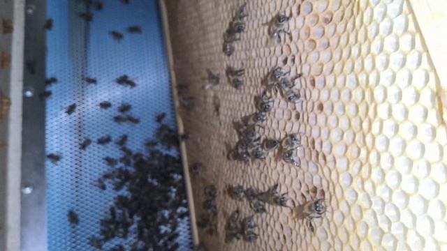 Зимовка Оренбург, часть пасеки смотреть онлайн