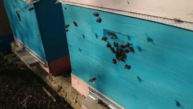 26 января Пчёлки немного полетали. смотреть онлайн