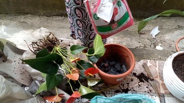 Dona Fátima vai trocar a terra da antúrio dela 🤗😍👏 смотреть онлайн