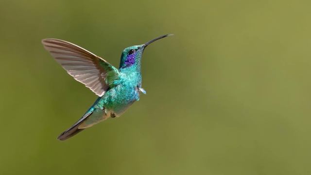 Colorful Hummingbird Sounds Flying Near Flowers!