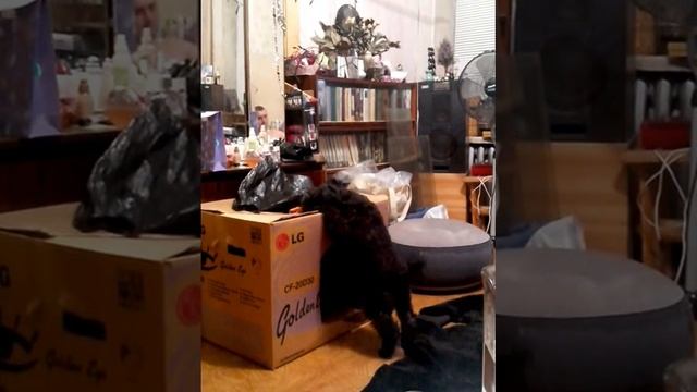 Собака проваливается в коробку смотреть онлайн