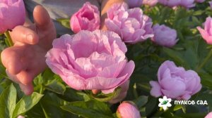 May Lilac peony. Май Лилак пион. Пулков сад