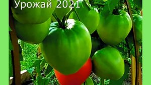 ШПАРГАЛКА 32. Не созревают томаты. Ускоряем налив и созревание.