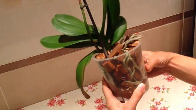 Орхидея после пересадки смотреть онлайн