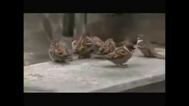 «Подборка смеха супер нарезка» Смотреть Подборка смеха супер нарезка скачать в 3gp бесплатно 1 смотреть онлайн