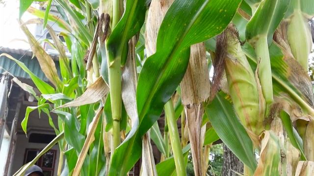 Growing Corn in Sacks at home, big fruit and easy for beginners смотреть онлайн