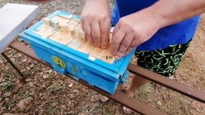 Пчеломатки Бакфаст Пола Юнгельса