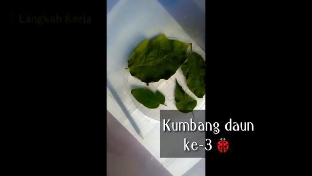 Preferensi pakan Epilacna sp смотреть онлайн