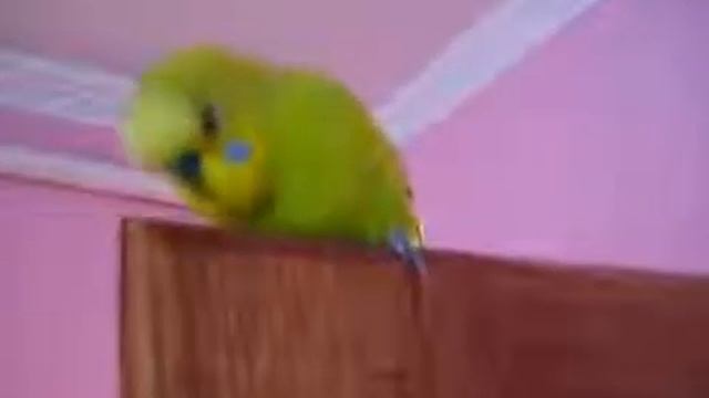 Кто чай не пьёт тот Ч*мо смотреть онлайн