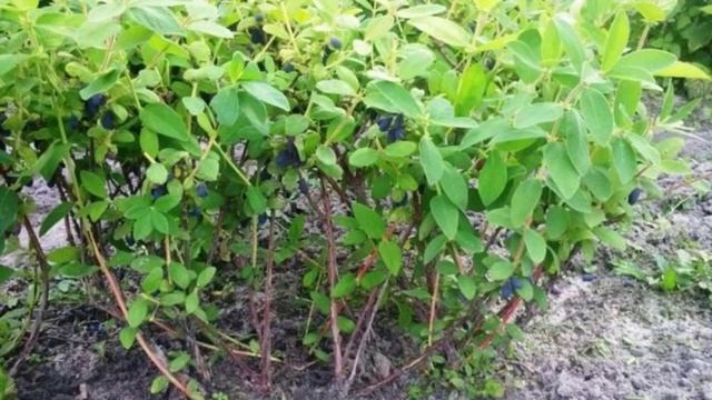 Подкормка жимолости весной смотреть онлайн