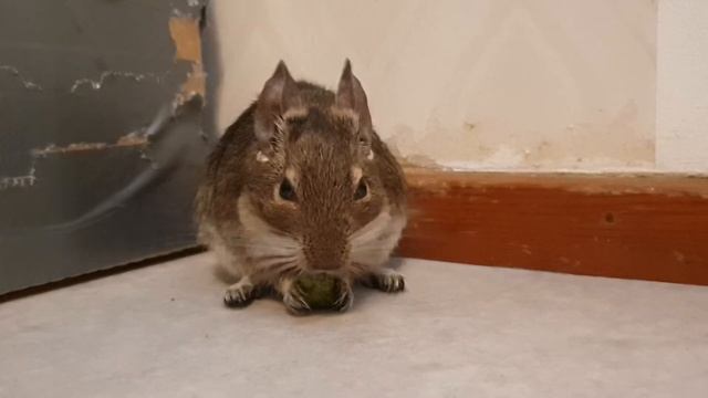 Degu Nita eating a complete crock herbs смотреть онлайн