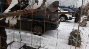 Мариупольские, николаевские, кировоградские голуби из Каменоломни и Аюты на ярмарке в Шахтах.
