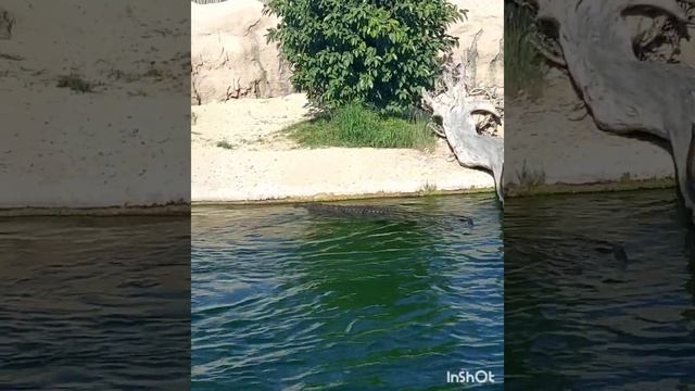 Дубай,Сафари -парк.Провела там часа три,очень хорошее место по энергетике.Получила массу эмоций! смотреть онлайн