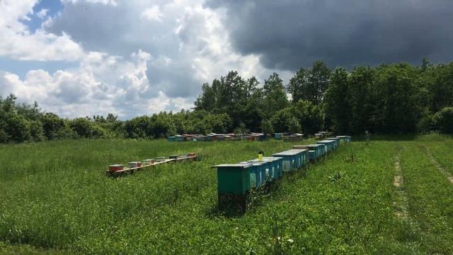 Пчеловодное Фермерское Хозяйство Реализует пчел Карпатка, карника, степная украинская с Доставкой! смотреть онлайн