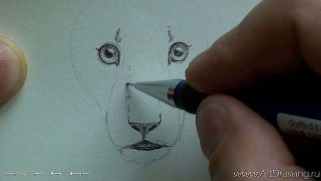 Набросок львенка карандашом смотреть онлайн