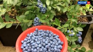 Стабильный доход с продажи голубики