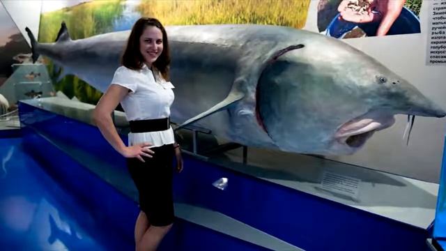 Самая большая в мире пойманная Рыба # Белуга осётр 1490 кг (720p) смотреть онлайн