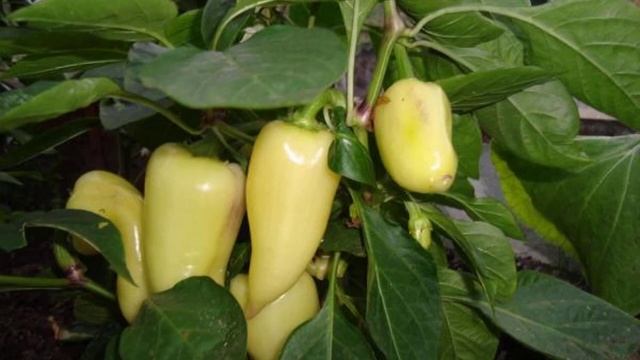 Перец Белозерка смотреть онлайн