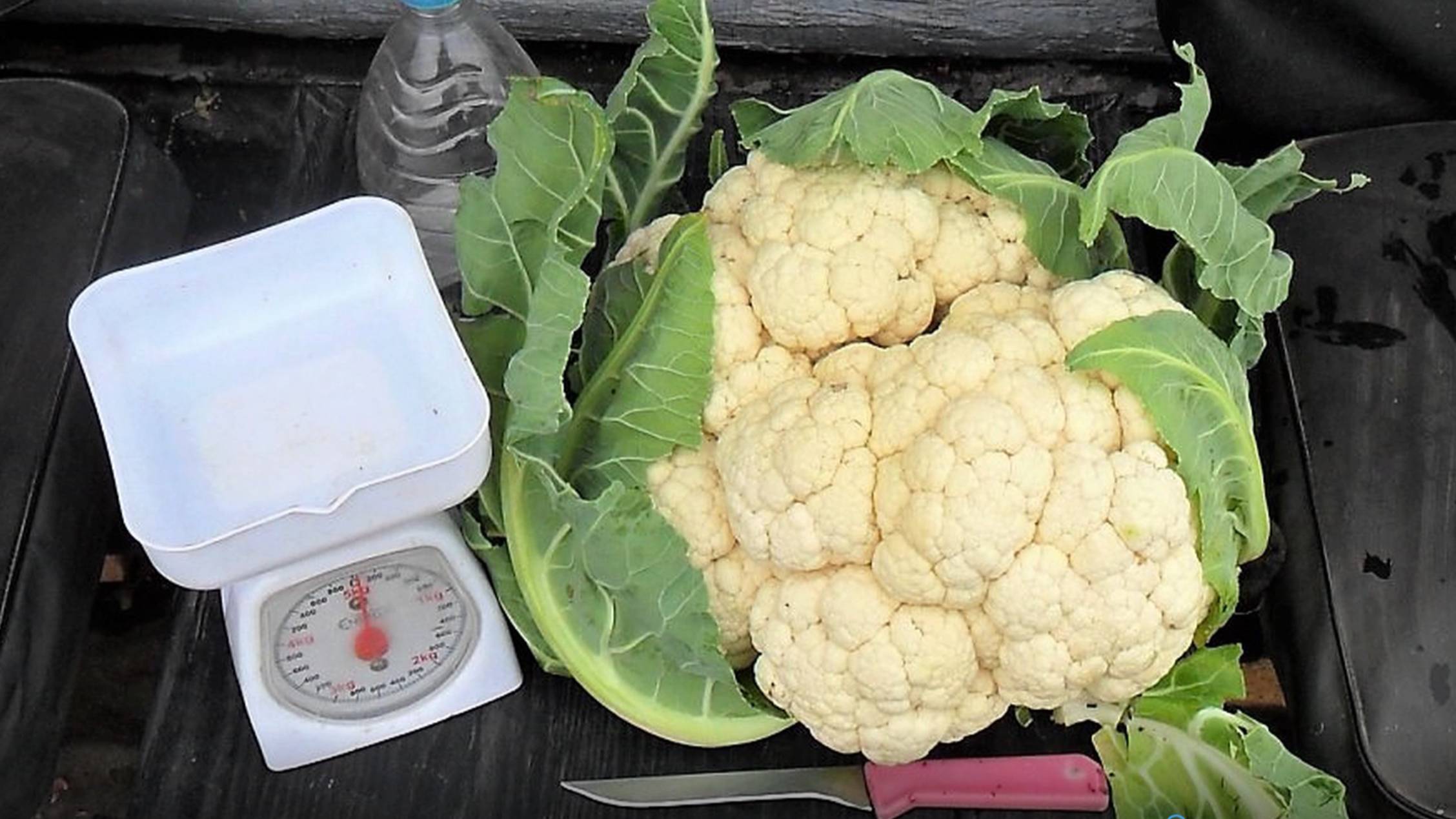 Советы по выращиванию цветной капусты смотреть онлайн