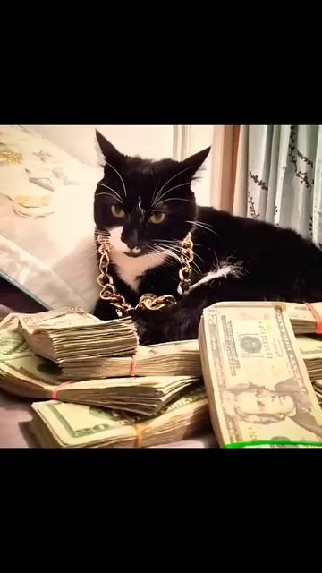 ПОДПИШИСЬ, чтобы НЕ ПОТЕРЯТЬ #рекомендации #приколы #смешно #cat смотреть онлайн