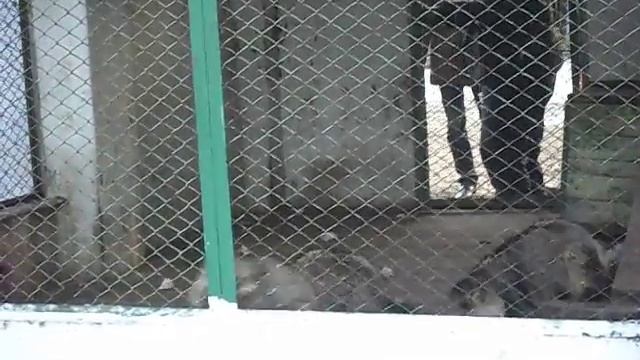 Еноты смотреть онлайн