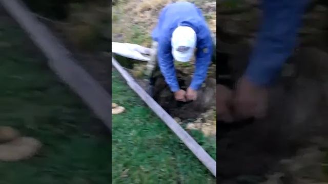 Картофель в мешке смотреть онлайн