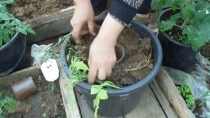 выращиваем томаты в вёдрах