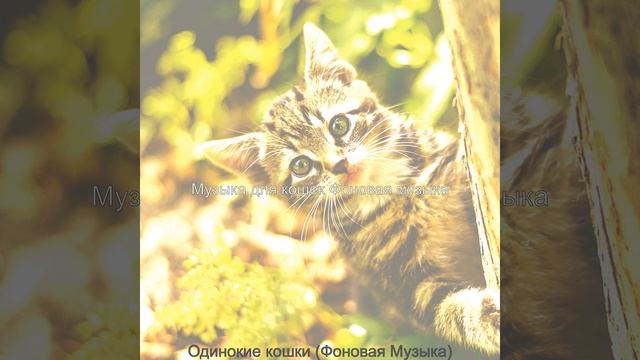 Звуки (Кошки)