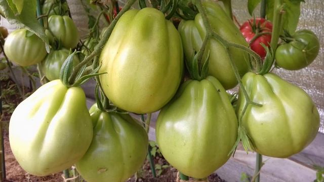 Томат сорта Сто пудов смотреть онлайн