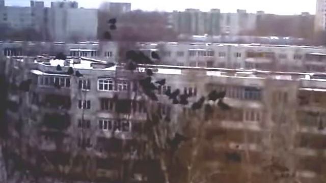 Как я ворон считала... смотреть онлайн