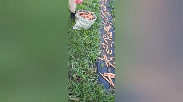 как собрать одному овощи в мешок,удобный способ смотреть онлайн